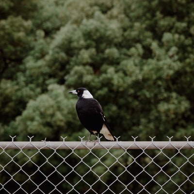白天灰色金属栅栏上的黑鸟